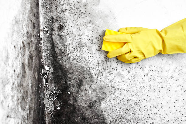 Best Mold Remediation for Vacation Homes  in Bellevue, PA