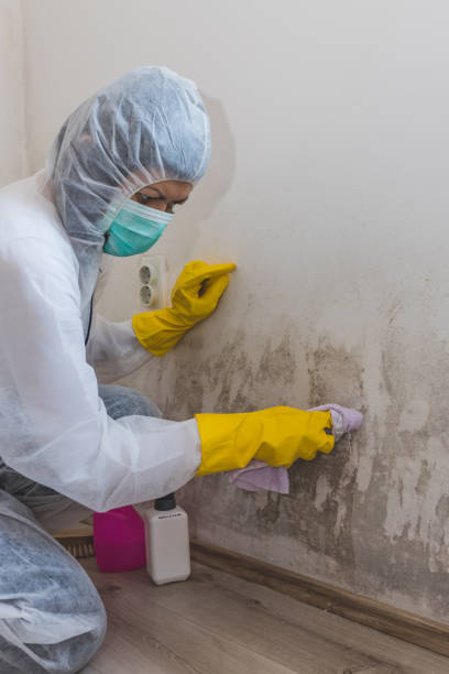 Best Water Damage & Mold Remediation  in Bellevue, PA