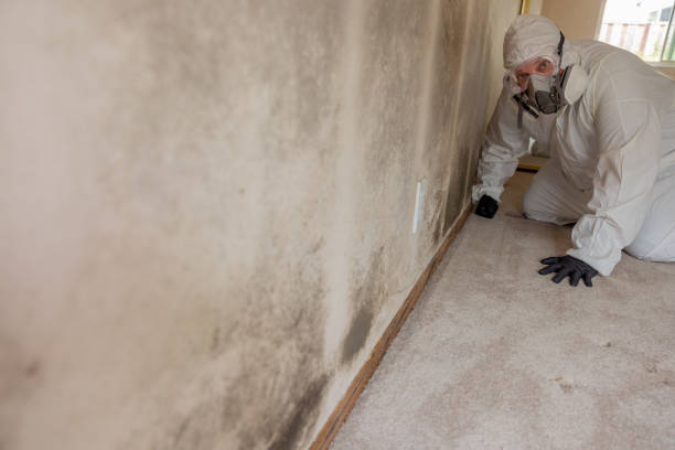 Mold Removal for HVAC Installations in Bellevue, PA
